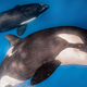 Imagen para el artículo titulado Descubren que las orcas también tienen "amigas" con las que establecen estrechos lazos sociales